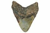 Fossil Megalodon Tooth - North Carolina #349315-2
